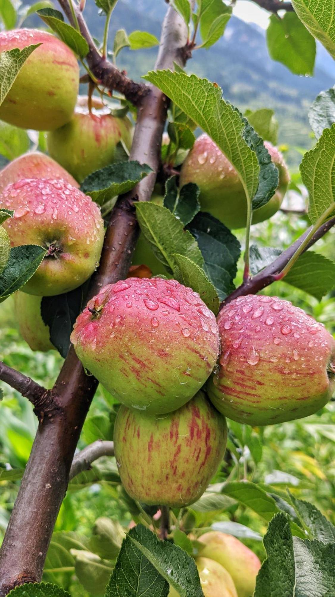 Golden Heritage Dharali Harsil Zewnętrze zdjęcie
